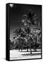 Miami Beach - South Beach - Florida-Philippe Hugonnard-Framed Stretched Canvas