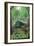 Miami, Florida - Alligator in Swamp-Lantern Press-Framed Art Print