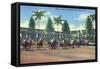 Miami, Florida - Hialeah Park; Horse Race Start Scene-Lantern Press-Framed Stretched Canvas