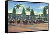 Miami, Florida - Hialeah Park; Horse Race Start Scene-Lantern Press-Framed Stretched Canvas