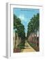 Miami, Florida - View of Royal Palms-Lantern Press-Framed Art Print