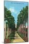 Miami, Florida - View of Royal Palms-Lantern Press-Mounted Art Print