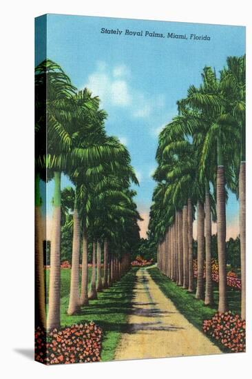Miami, Florida - View of Royal Palms-Lantern Press-Stretched Canvas