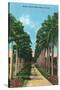 Miami, Florida - View of Royal Palms-Lantern Press-Stretched Canvas