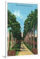 Miami, Florida - View of Royal Palms-Lantern Press-Framed Art Print