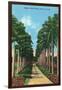 Miami, Florida - View of Royal Palms-Lantern Press-Framed Art Print