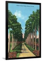 Miami, Florida - View of Royal Palms-Lantern Press-Framed Art Print