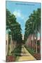 Miami, Florida - View of Royal Palms-Lantern Press-Mounted Art Print