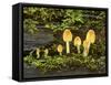 Mica Cap Family Fungus of Various Sizes Growing-null-Framed Stretched Canvas