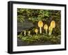 Mica Cap Family Fungus of Various Sizes Growing-null-Framed Photographic Print