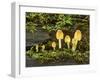 Mica Cap Family Fungus of Various Sizes Growing-null-Framed Photographic Print