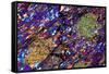 Mica Schist, Thin Section, Polarised LM-PASIEKA-Framed Stretched Canvas