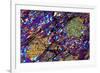 Mica Schist, Thin Section, Polarised LM-PASIEKA-Framed Photographic Print