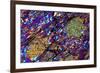 Mica Schist, Thin Section, Polarised LM-PASIEKA-Framed Photographic Print