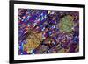 Mica Schist, Thin Section, Polarised LM-PASIEKA-Framed Photographic Print
