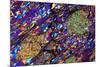 Mica Schist, Thin Section, Polarised LM-PASIEKA-Mounted Photographic Print