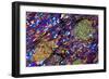 Mica Schist, Thin Section, Polarised LM-PASIEKA-Framed Photographic Print