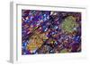 Mica Schist, Thin Section, Polarised LM-PASIEKA-Framed Photographic Print