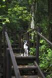 A Dog Waiting on Stairs, Semuc Champey Pools, Alta Verapaz, Guatemala-Micah Wright-Photographic Print