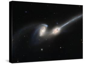Mice Colliding Galaxies-null-Stretched Canvas