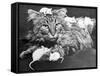 Mice Playing on a Cat-null-Framed Stretched Canvas