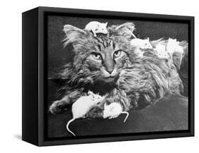 Mice Playing on a Cat-null-Framed Stretched Canvas