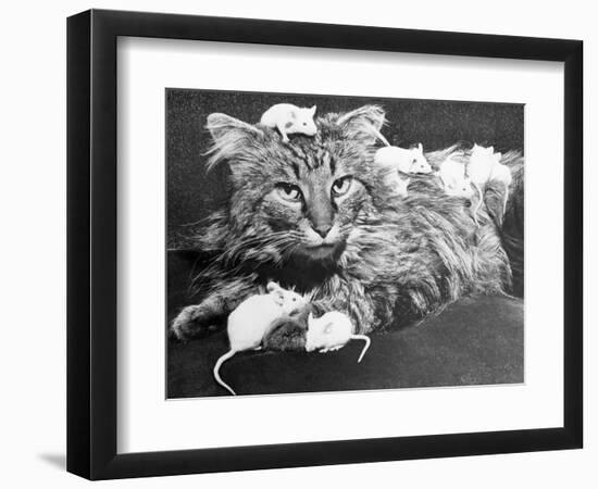 Mice Playing on a Cat-null-Framed Photographic Print