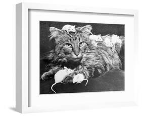Mice Playing on a Cat-null-Framed Photographic Print