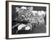 Mice Playing on a Cat-null-Framed Photographic Print