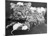 Mice Playing on a Cat-null-Mounted Photographic Print