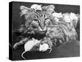 Stretched Canvas
