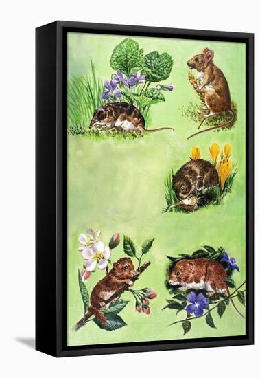 Mice, Voles and Shrews-Eric Tansley-Framed Stretched Canvas