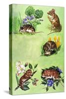 Mice, Voles and Shrews-Eric Tansley-Stretched Canvas