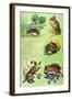 Mice, Voles and Shrews-Eric Tansley-Framed Giclee Print