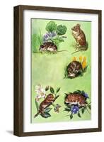 Mice, Voles and Shrews-Eric Tansley-Framed Giclee Print