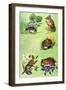 Mice, Voles and Shrews-Eric Tansley-Framed Giclee Print