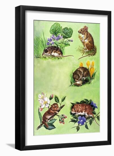 Mice, Voles and Shrews-Eric Tansley-Framed Giclee Print