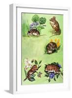 Mice, Voles and Shrews-Eric Tansley-Framed Giclee Print