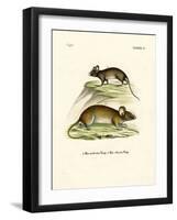 Mice-null-Framed Giclee Print