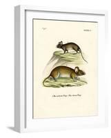 Mice-null-Framed Giclee Print