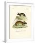 Mice-null-Framed Giclee Print