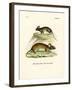 Mice-null-Framed Giclee Print