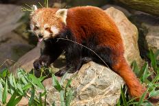 The Red Panda, Firefox or Lesser Panda-Micha Klootwijk-Photographic Print