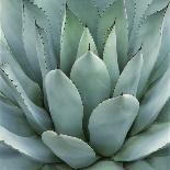 Agave Plant-Micha Pawlitzki-Photographic Print