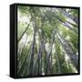 Canvas Black