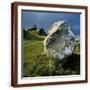 Brown Frame