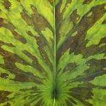 Closeup of Leaf-Micha Pawlitzki-Photographic Print