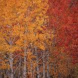 Aspen in autumn at Uinta National Forest-Micha Pawlitzki-Photographic Print