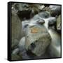 Canvas Black