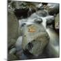 Wood Mount